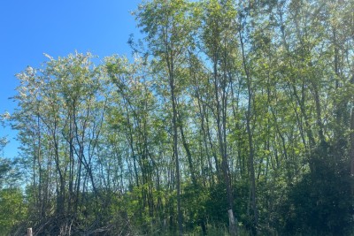 Poreč, Vižinada - EKSKLUZIVA AGENCIJE - Građevinsko i poljoprivredno zemljište na kraju sela, 16 km od mora