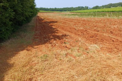 Poreč, Vižinada, Surroundings, Spacious Agricultural Land, 400 m from the Settlement