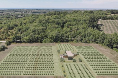 Buje, okolica, Prekrasno zemljište, idelano za gradnju vinskog podruma