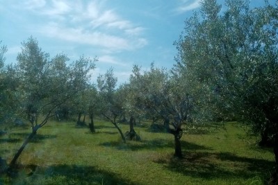 Poreč, Agricultural Land, Olive Grove with Old Olive Trees, 300 m from the Sea